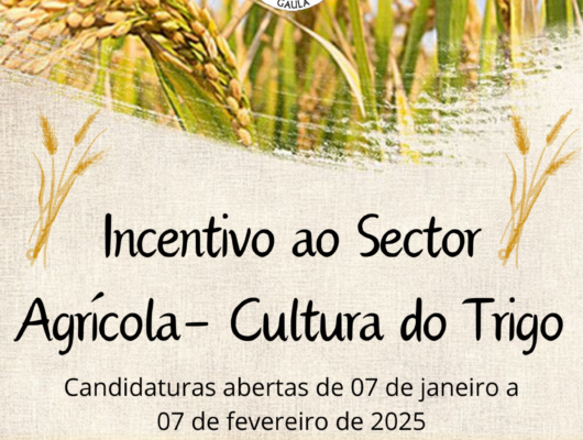 Thumbnail for the post titled: Incentivo ao Sector Agrícola – Cultura do Trigo